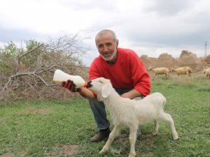 Annelerinin Sahiplenmediği Kuzuları Elleriyle Besliyor