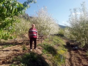 Gümüşhane’de Vişne Üreticileri Sezondan Ümitli