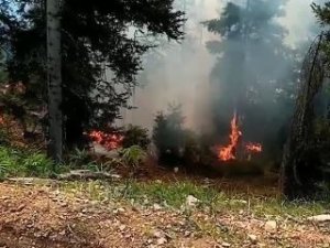 Artvin’de Orman Yangını