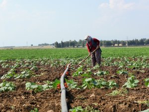 Tarım-üfe Aylık Yüzde 0,79 Azaldı