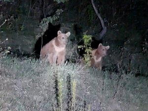 Yavru Ayıların İlginç Görüntüleri Kameralara Takıldı