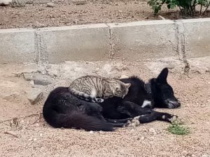 Kedi İle Köpeğin Gıpta Edilen Dostluğu