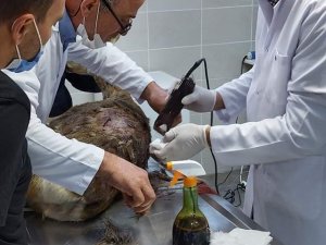 Başı Boş Köpeklerin Saldırdığı Yaralı Karacayı Tedavi Ettirdi