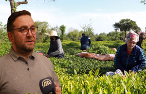 Ulusal Çay Konseyi'nden "Çay Kanunu" Çıkarılması Çağrısı