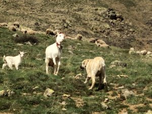 Keçi Çoban Köpeğine Kafa Tutarsa