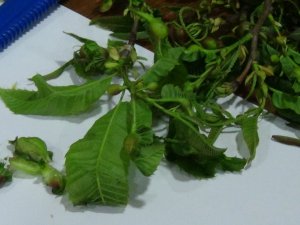 Arıcıların Korkusu, Katil Arı Giresun’da Da Görüldü