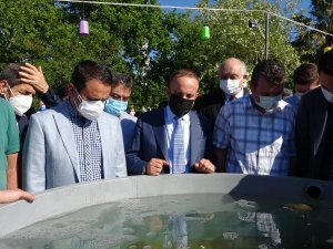 22 Bin Yavru Balık Çanakkale Boğazı’na Bırakıldı