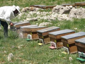 Arıların Tatlı Yolculuğu Başladı, En Büyük Endişe Kuraklık