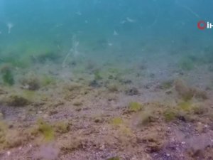 İstanbul Boğazında Deniz Salyası Su Altından Görüntülendi