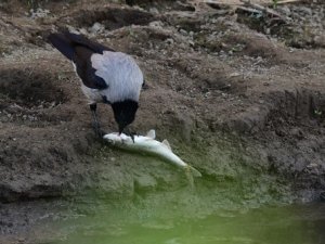 Martılardan Sonra Kargalar Da İnci Kefali Avında