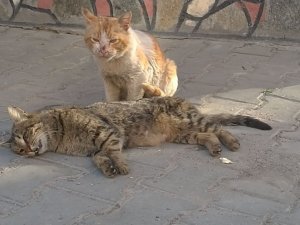 Kediden Hayat Dersi