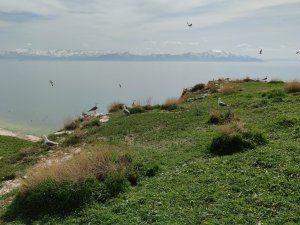 Martılar, Çarpanak Adası’nda Kuluçkaya Girdi