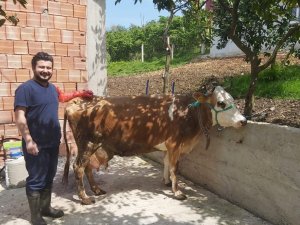 Sığır Yetiştiricilerine Tohumlama Desteği