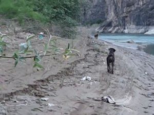 Balık Tutmak İçin İndiği Baraj Gölü Kıyısında Ayı Saldırısından Köpeği Sayesinde Kurtuldu