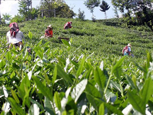 Yaş Çay Fiyatının Değer Kazanabilmesi İçin Mutlaka Kuru Çaya Zam Yapılmalı
