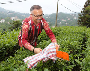 Rize Valisi Çeber, Çay Tarımı İçin Kente Bir Ayda 15-20 Bin Kişinin Geldiğini Açıkladı