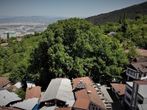 Dünyaca Ünlü Ulu Çınar Doğal Güzelliğine Kavuştu