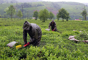 Günlük Yaş Çay İşleme Kapasitesi 9 Bin Ton Olan ÇAYKUR Bir Günde 11 Bin Ton Çay Aldı