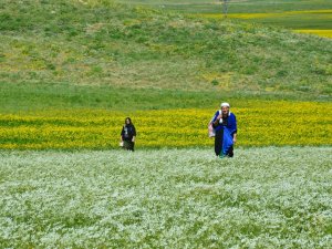 Faraşin Yaylasındaki Renk Cümbüşü Görenleri Hayran Bıraktı