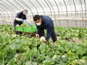 Japonya’daki Kavun Açık Artırmasında Dudak Uçuklatan Teklif