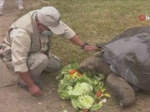 Peru’da 100 Yaşını Aşkın Kaplumbağa Ziyaretçilerin İlgi Odağı Oldu