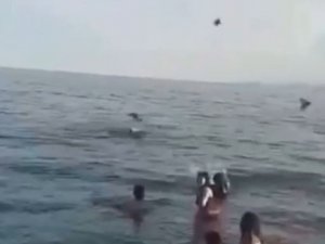 Denizdeki Yavru Kargaya Yardım Edeyim Derken, Yetişkin Kargaların Saldırısına Uğradı