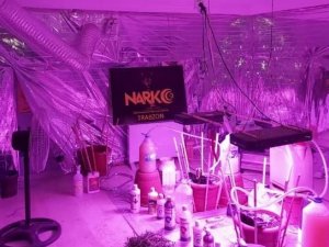 Kaldıkları Evi Kenevir Yetiştirmek İçin Adeta Laboratuvara Dönüştürmüşler