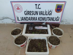 Giresun’da 198 Kök Kenevir Bitkisi Ele Geçirildi