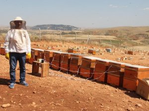 Gramı 500 Tl Olan Arı Zehri Adıyaman’da Üretilmeye Başlandı