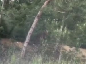 Bursa’da Ayı Paniği