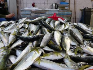 Balık Fiyatları El Yakıyor