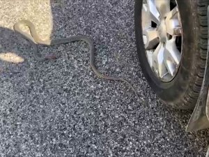 Yolda Gördüğü Yılanı Ezmemek İçin Uzun Süre Dil Döktü