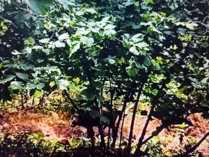 Domuzlardan Korktu, Ağaca Tırmandı