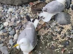 Ayaklarına Balık Kancası Takılan İki Martıyı Kurtardı, Ödülü Martının Isırığı Oldu
