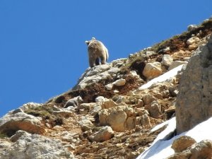 Anne Ayı Küçük Yavrusunu Erkek Ayıdan Korumak İçin Kayalıklara Çıktı