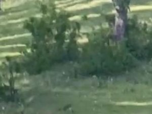 Köyde Rastladıkları Ayıyı "Gel Tosunum" Diye Çağırdılar