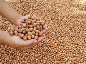 Ab Ülkelerine Bin 84 Ton Fındık İhraç Edildi