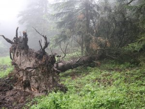 Kuvvetli Rüzgar Dev Ağaçları Kökünden Söktü