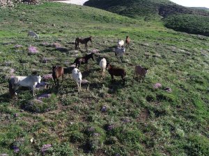 Şırnak Yaylaları Piknikçilerle Şenlendi