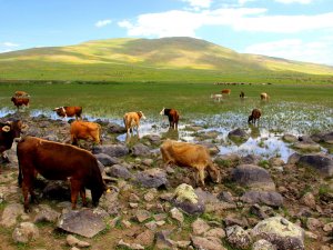 Erzurum’da Kuraklık Hat Safhada, Göller Bir Bir Kuruyor