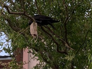 Boynuna Maske Dolanan Kargayı İtfaiye Ekipleri Kurtardı