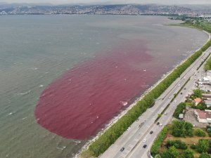 Sorumsuzlar İ̇zmit Körfezi’ne Ve Dereye Kan Kusturdu