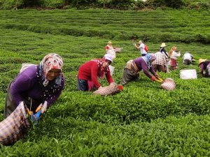Fındığın Başkentinde Çay Hasat Etkinliği Düzenlendi
