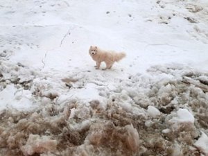 Kuzey Kutbu’nda Kaybolan Köpeği, Rus Buzkıran Gemisi Buldu