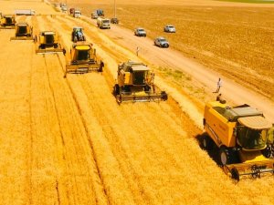 Dünyanın En Büyük Çiftliğinde Buğday Hasadı Başladı