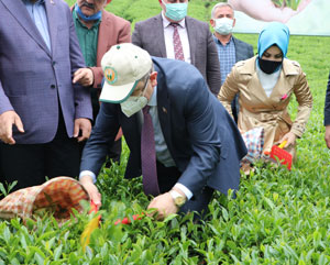 Ortahisar'da çay hasadı törenle başladı