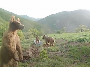 Bakan Pakdemirli’den Su Yalağında Oynayan Ayılarla İlgili "Halinden Memnun” Paylaşımı