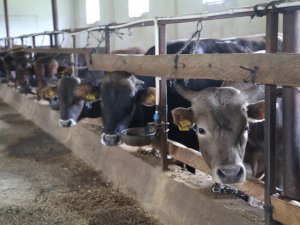 Yaklaşan Kurban Bayramı Öncesi Artvinli Besiciler Dertli