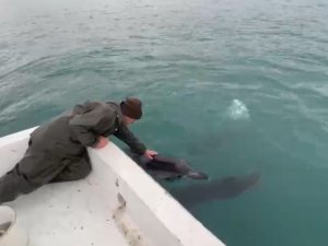 Trabzonlu Balıkçılar İle Yunusların Dostluğu