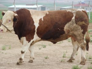 Fiyatıyla Dudak Uçuklatıyor, Görenler Gözlerine İnanamıyor
